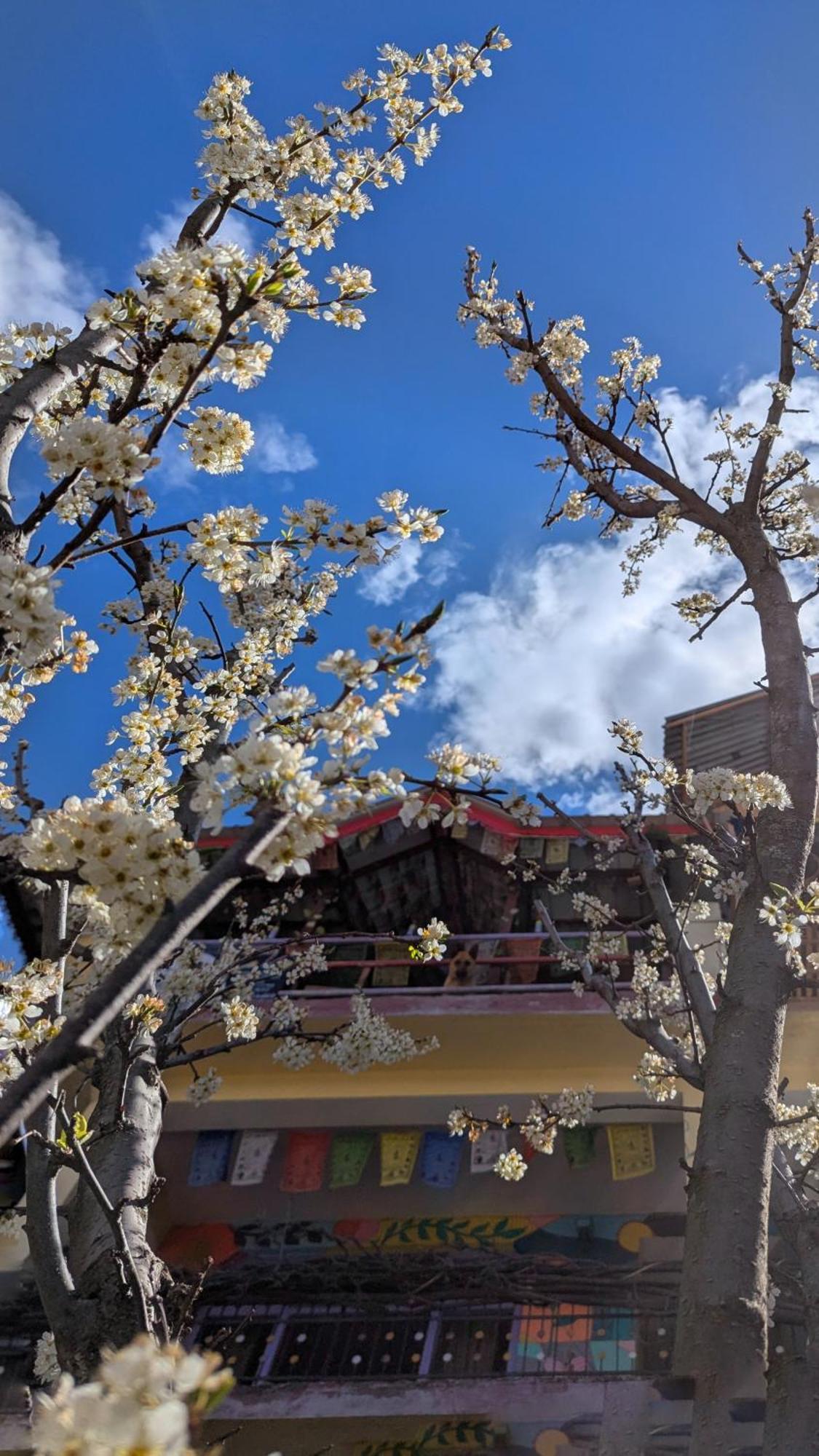 Homestay Ikigai Manali